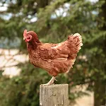 Cisowka Goscinne Piwniczna-Zdroj