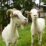 Cisowka Goscinne Piwniczna-Zdroj