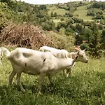 Cisowka Goscinne Affittacamere