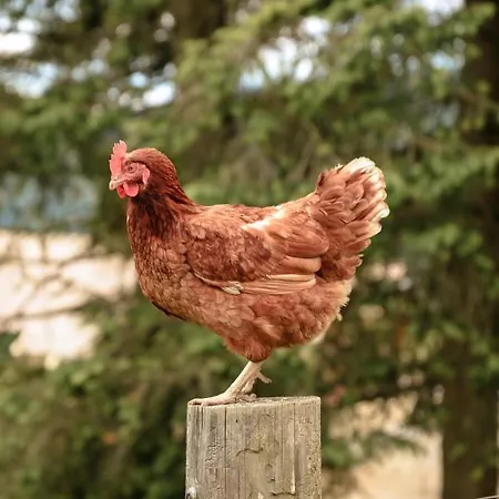 Cisowka Goscinne Piwniczna-Zdroj