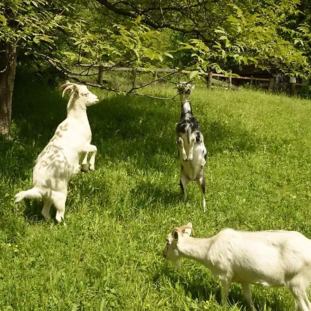 Cisówka Gościnne Casa de hóspedes