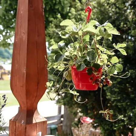 Casa de hóspedes Cisówka Gościnne