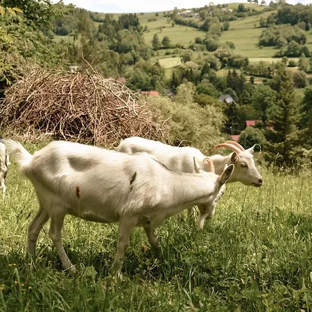 Cisowka Goscinne بيت ضيافة